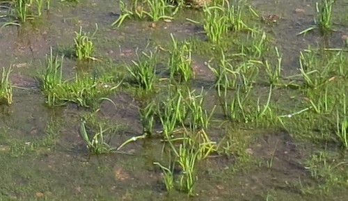 Rock quillwort (Isoetes lithophila)