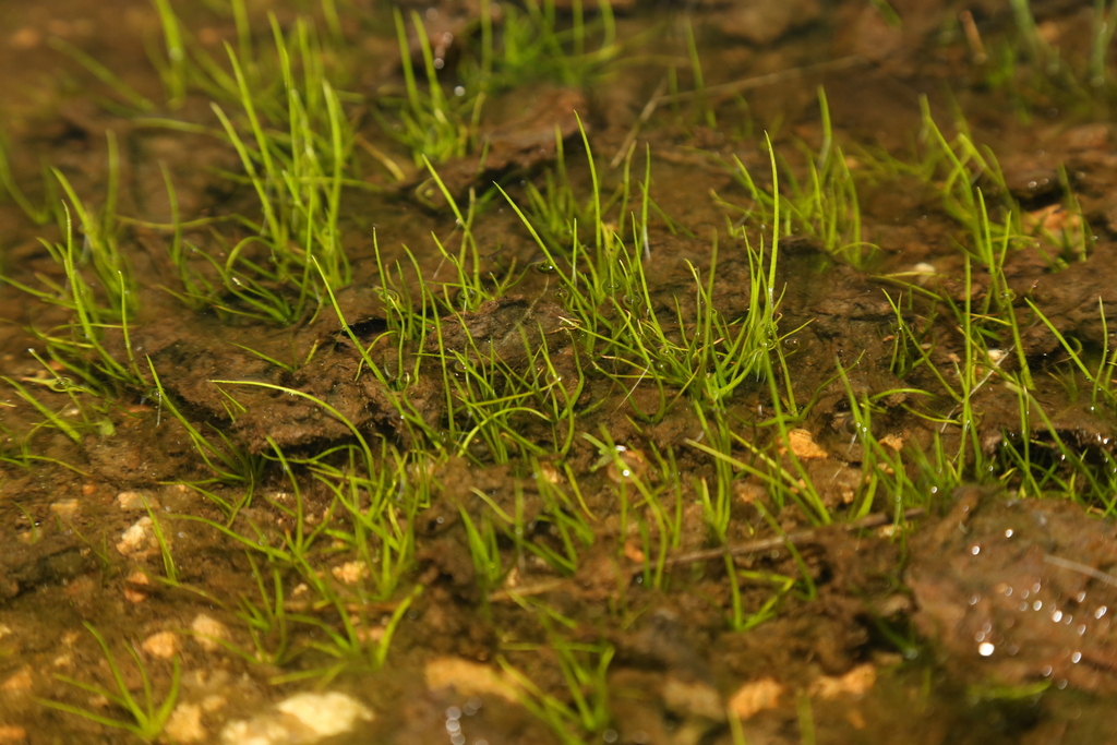 Rock quillwort (Isoetes lithophila)