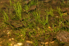 Rock quillwort (Isoetes lithophila)