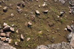 Rock quillwort (Isoetes lithophila)