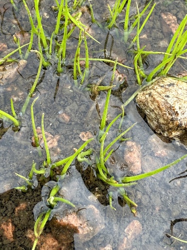 Rock quillwort (Isoetes lithophila)
