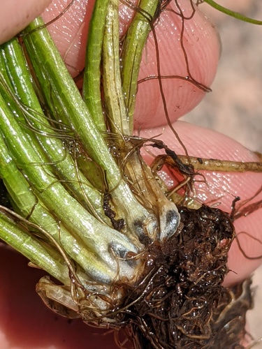 Rock quillwort (Isoetes lithophila)