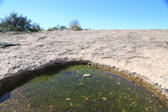 Rock quillwort (Isoetes lithophila)