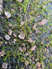 Rock quillwort (Isoetes lithophila)