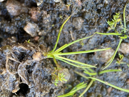 Rock quillwort (Isoetes lithophila)