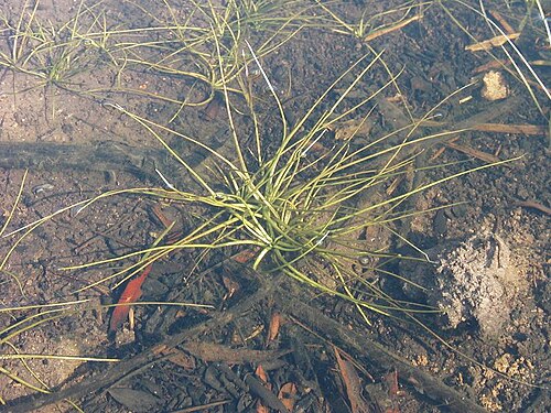 Isoetes longissima: Isoetes velata is a small aquatic fern present in Puech Rebéquier rock pools on the Colle du Rouët range