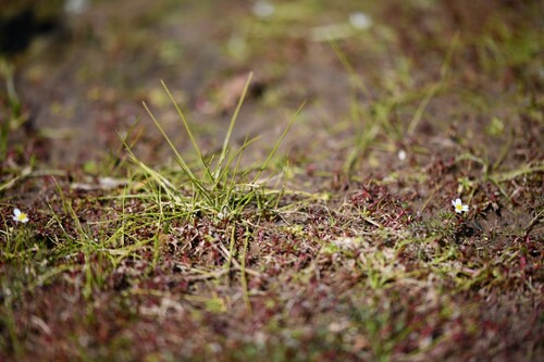 Isoetes longissima (Isoetes longissima)