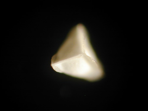 Isoetes longissima (Isoetes longissima)