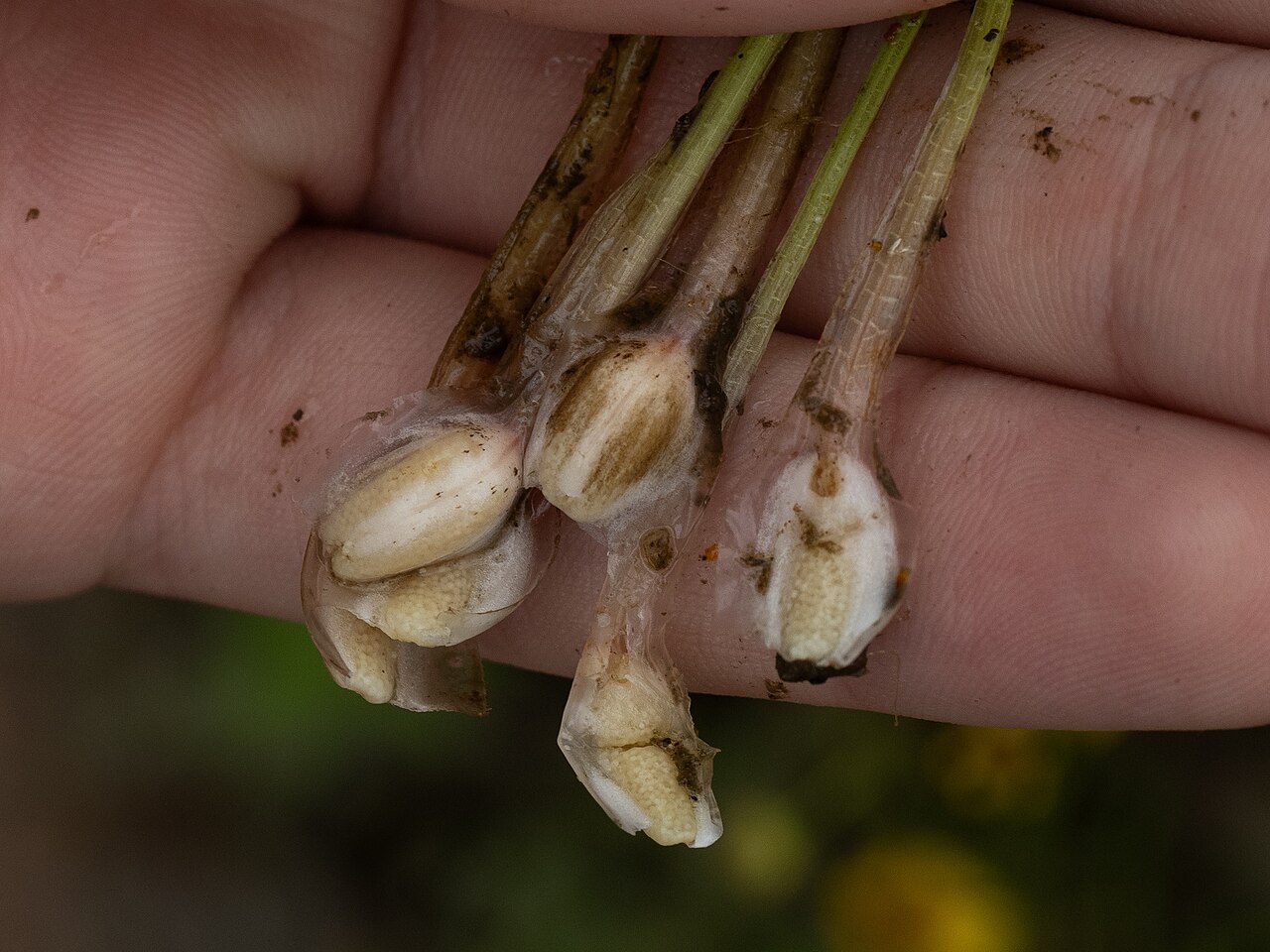 Blackfoot quillwort: Blackfoot quillwort ( Isoetes melanopoda ) in the United States