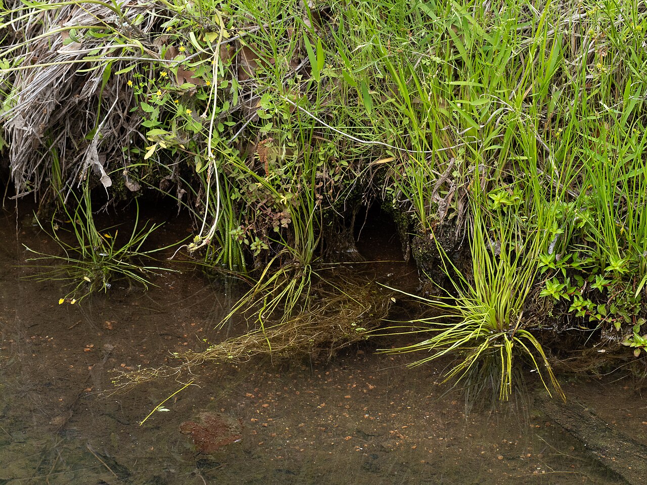 Blackfoot quillwort: Blackfoot quillwort ( Isoetes melanopoda ) in the United States
