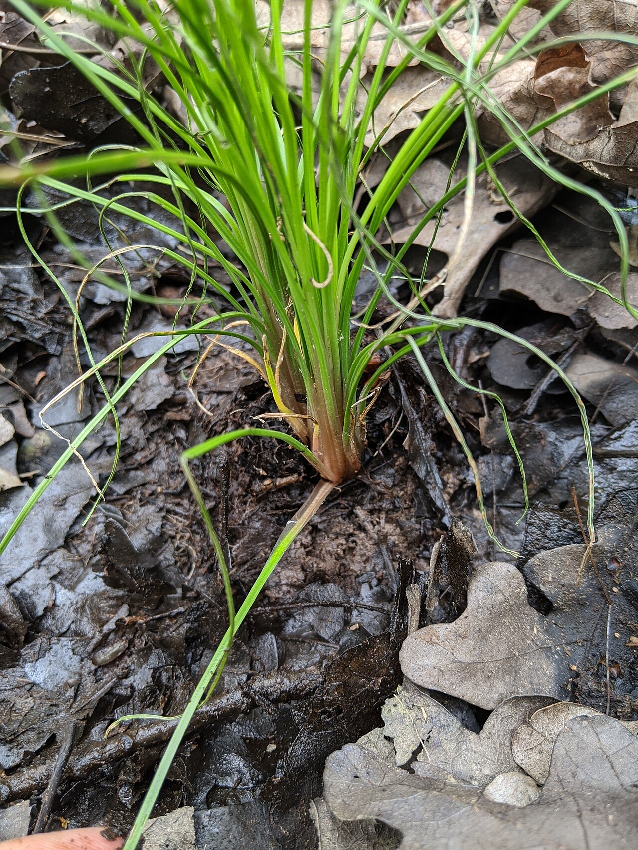 Blackfoot quillwort: Blackfoot quillwort ( Isoetes melanopoda ) in the United States