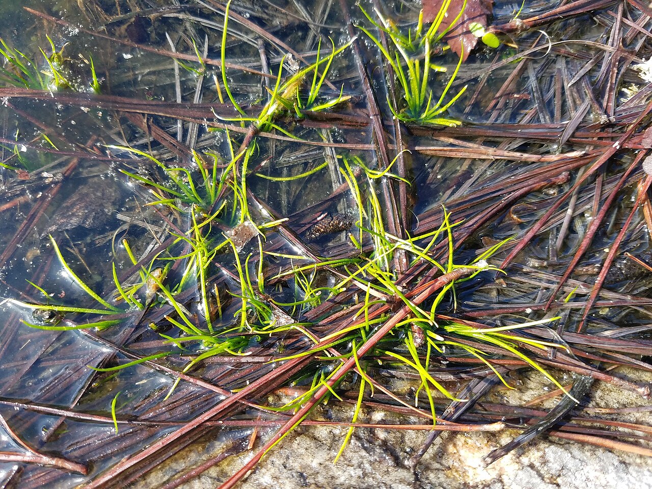 Blackspore quillwort: Black-spored Quillwort ( Isoetes melanospora ) in the United States