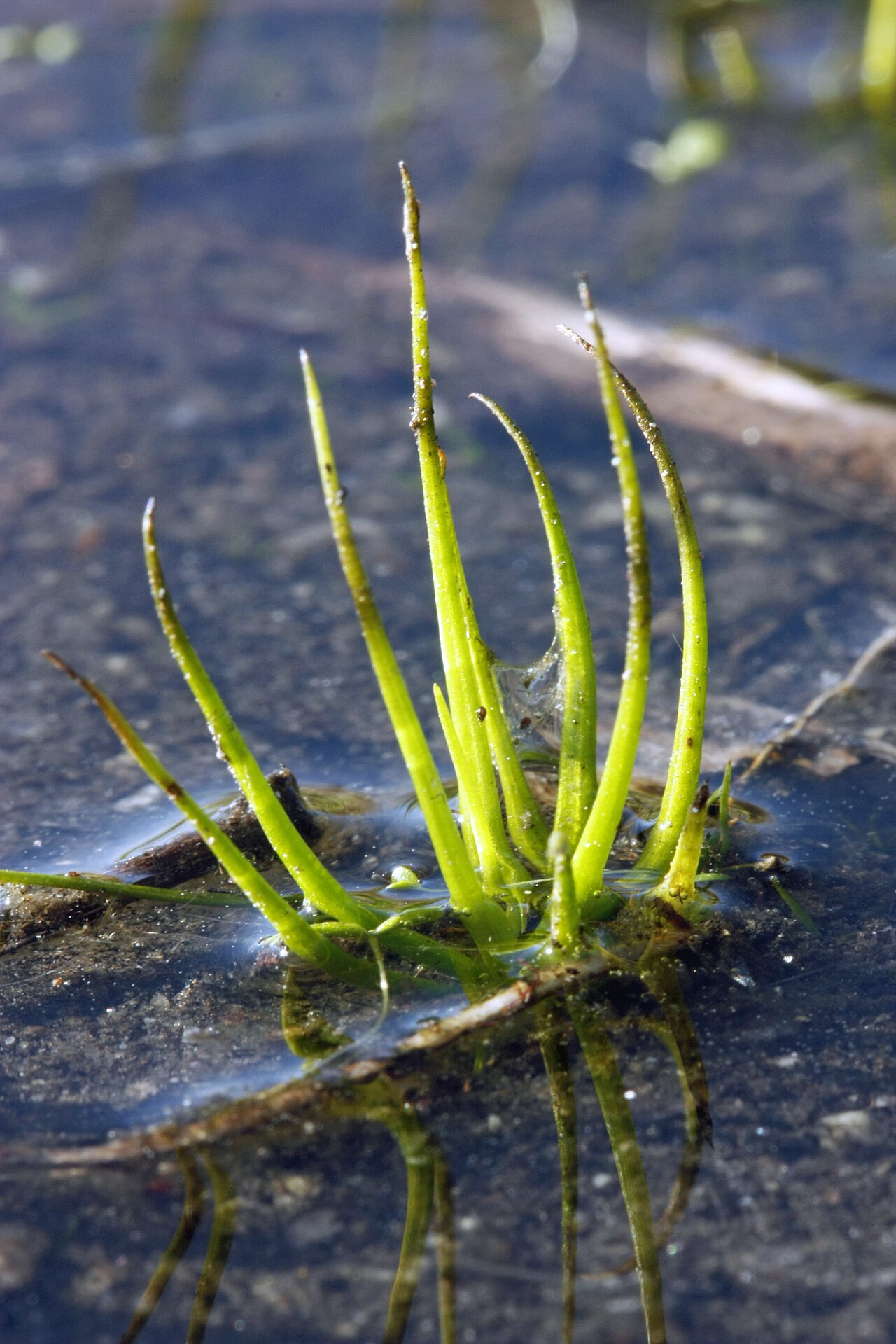 Blackspore quillwort: Closeup of Black-spored Quillwort taken in a granite pool on top of Arabia Mountain, GA.