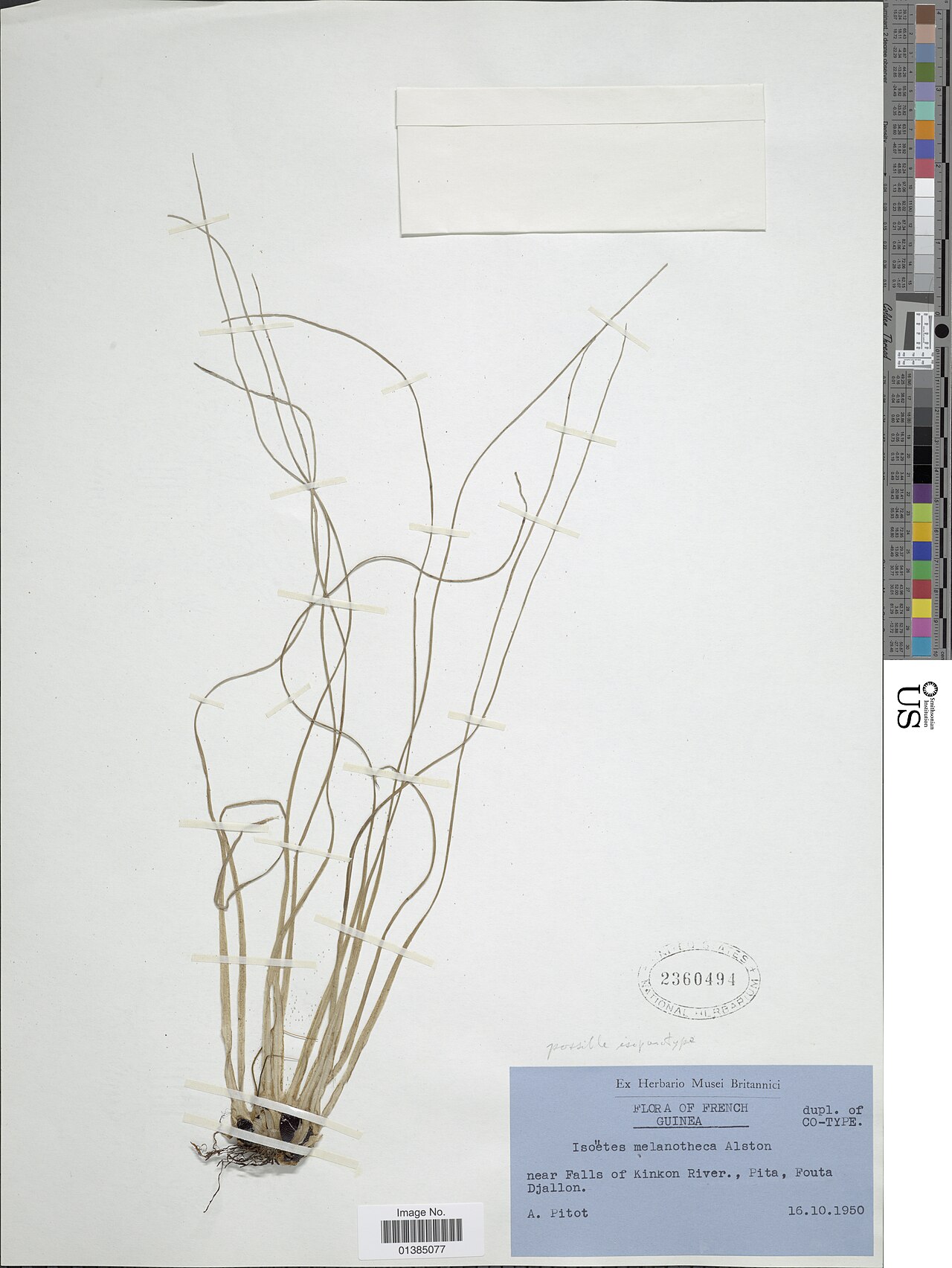 Isoetes melanotheca: Isoetes melanotheca Alston Object Details Biogeographical Region 82 - Northern South America Collector A. Pitot Record Last Modified 30 Jun 2016 Specimen Count