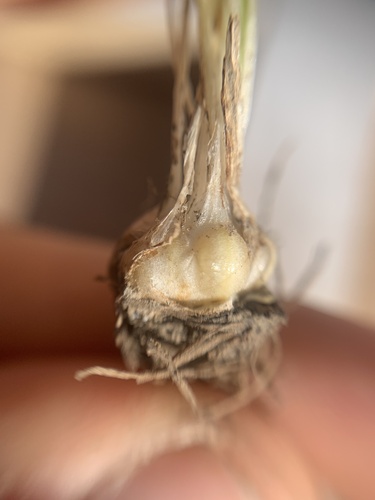 Isoetes mexicana (Isoetes mexicana)