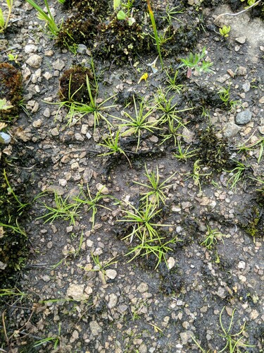 Midget quillwort (Isoetes minima)