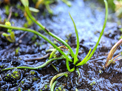 Midget quillwort (Isoetes minima)