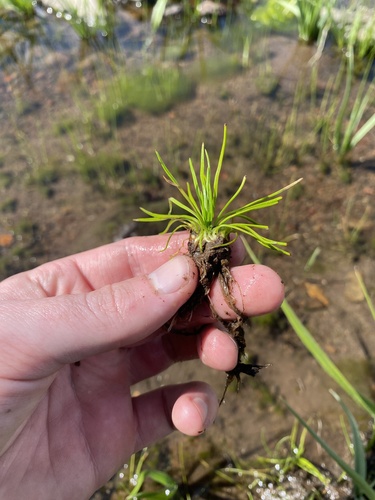 Midget quillwort (Isoetes minima)