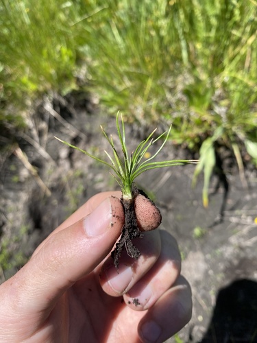 Midget quillwort (Isoetes minima)