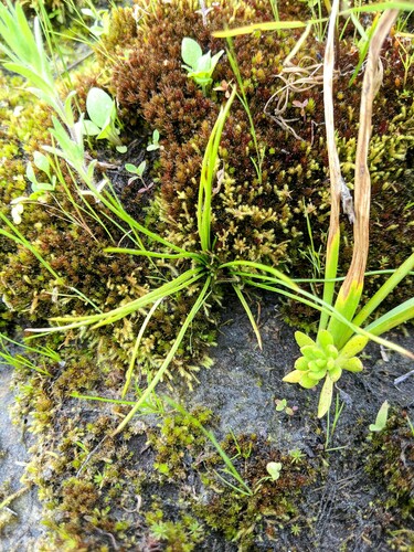Midget quillwort (Isoetes minima)