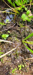 Midget quillwort (Isoetes minima)