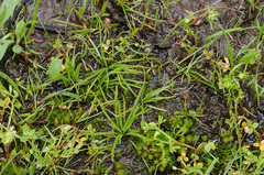 Midget quillwort (Isoetes minima)