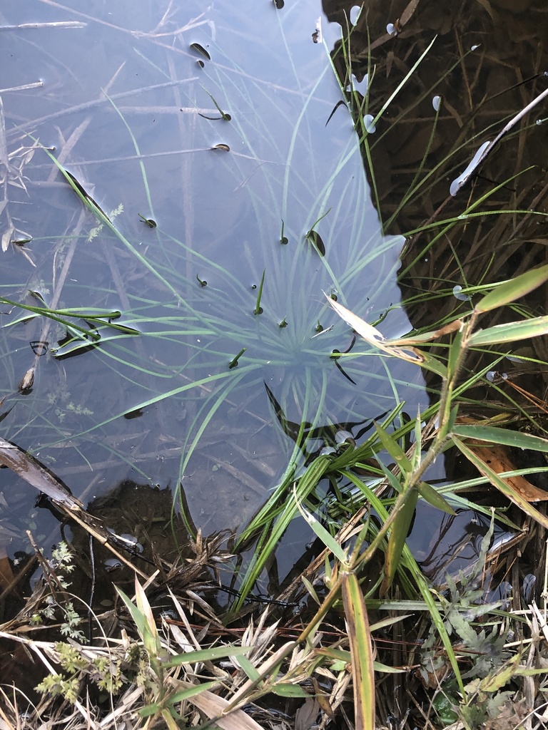Isoetes mississippiensis (Isoetes mississippiensis)