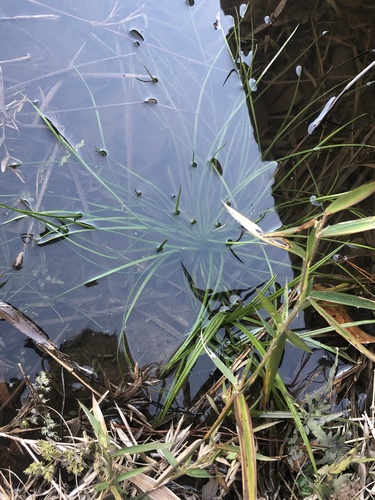 Isoetes mississippiensis (Isoetes mississippiensis)
