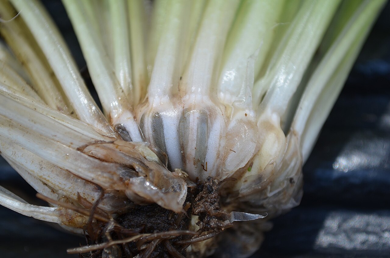 Isoetes mississippiensis: Base of an individual of Isoetes mississippiensis, Pearl River County, MS, highlighting sporophyll (leaf) bases, sporangia, and corm