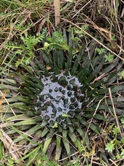 Isoetes novogranadensis (Isoetes novogranadensis)