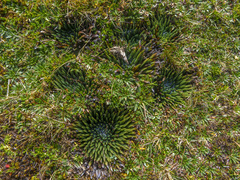 Isoetes novogranadensis (Isoetes novogranadensis)