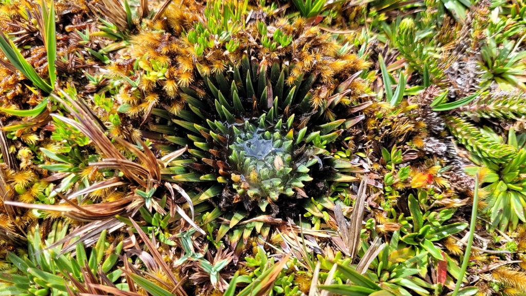 Isoetes novogranadensis (Isoetes novogranadensis)