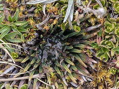 Isoetes novogranadensis (Isoetes novogranadensis)