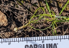 Orcutt's quillwort (Isoetes orcuttii)