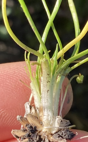 Orcutt's quillwort (Isoetes orcuttii)