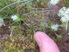 Orcutt's quillwort (Isoetes orcuttii)