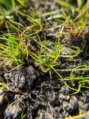 Orcutt's quillwort (Isoetes orcuttii)