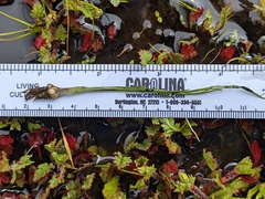 Orcutt's quillwort (Isoetes orcuttii)