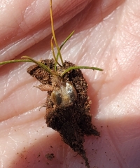 Orcutt's quillwort (Isoetes orcuttii)