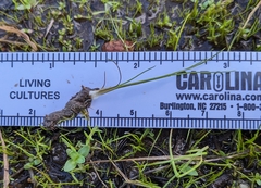 Orcutt's quillwort (Isoetes orcuttii)