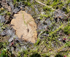 Orcutt's quillwort (Isoetes orcuttii)