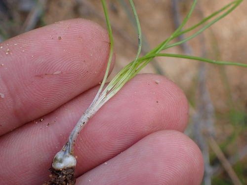 Orcutt's quillwort (Isoetes orcuttii)