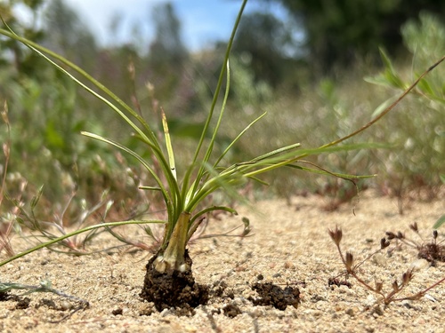 Orcutt's quillwort (Isoetes orcuttii)