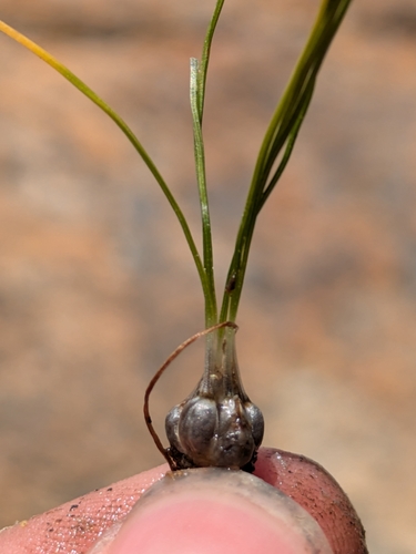 Orcutt's quillwort (Isoetes orcuttii)
