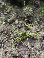 Orcutt's quillwort (Isoetes orcuttii)