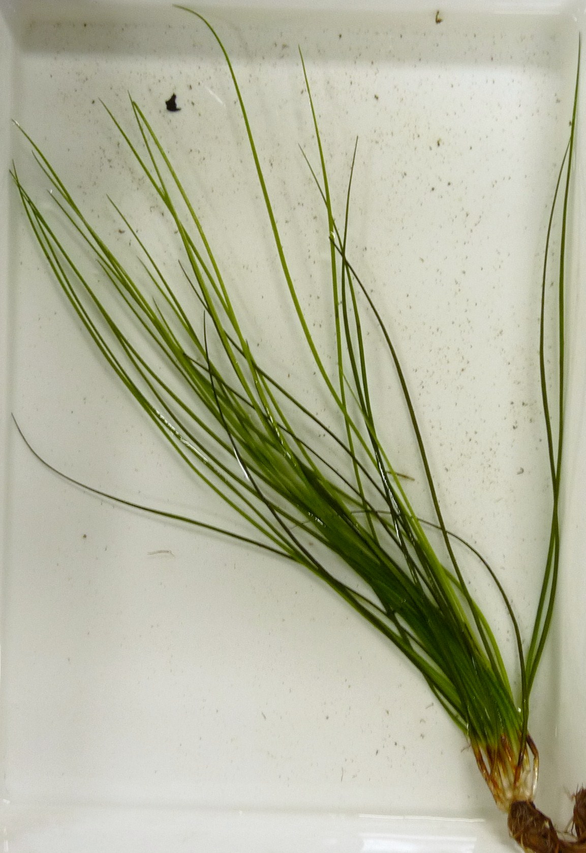 Isoetes pseudojaponica: Isoetes pseudojaponica