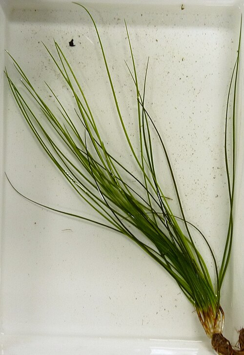 Isoetes pseudojaponica: Isoetes pseudojaponica