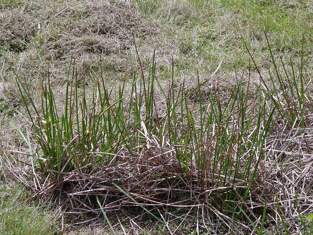 Isoetes taiwanensis: Isoetes taiwanensis De Vol