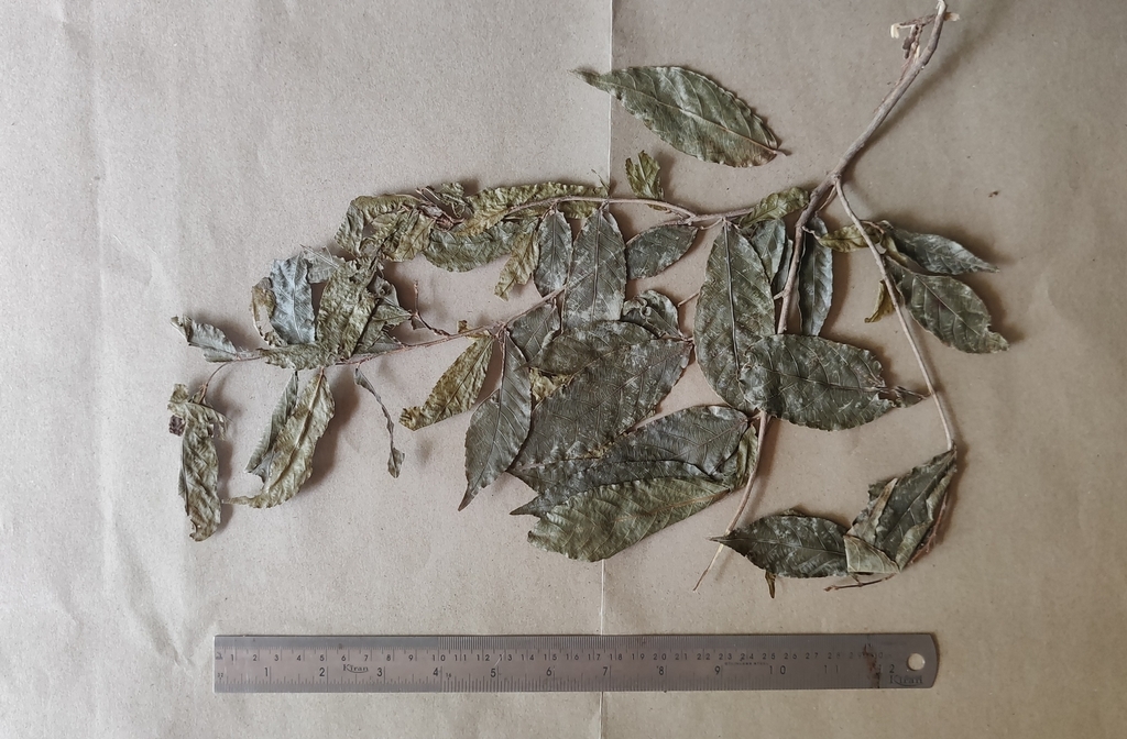 Isonandra lanceolata (Isonandra lanceolata)