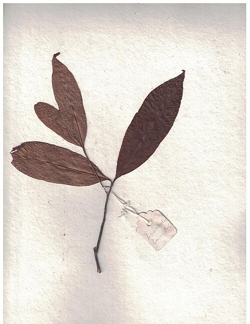 Isonandra lanceolata: Herbarium scans from the Anamalai Hills